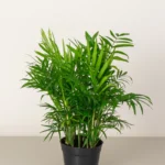 Parlor Palm