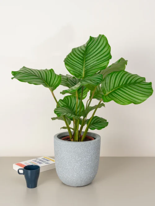Calathea Orbifolia - Image 4