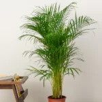 Areca Palm