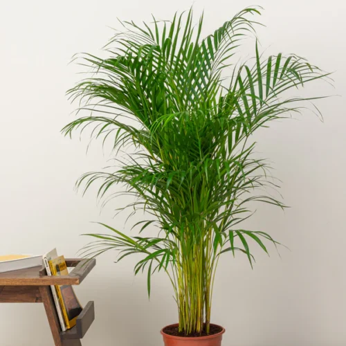 Areca Palm