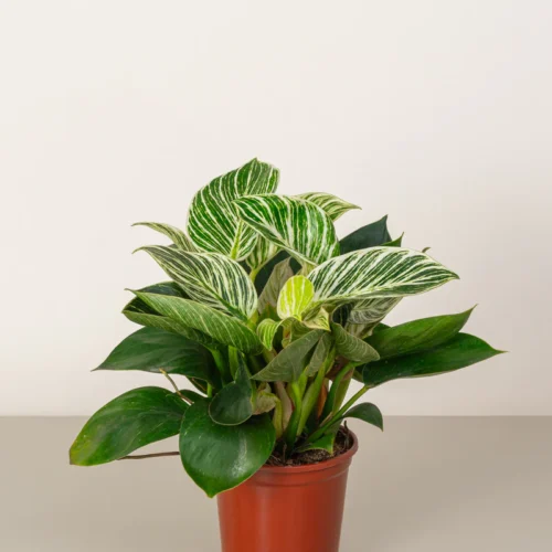 Philodendron Birkin - Image 2
