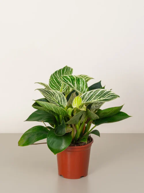 Philodendron Birkin - Image 2