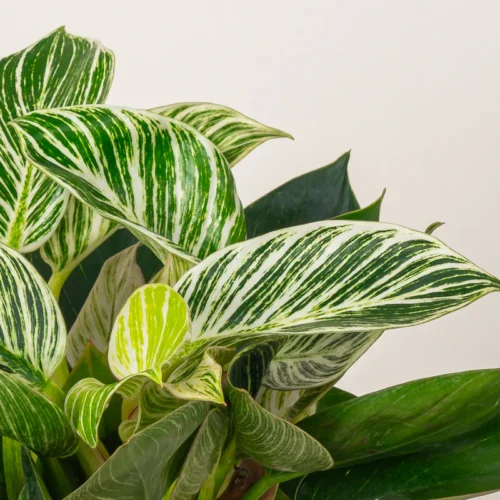 Philodendron Birkin - Image 3