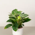 Philodendron Birkin