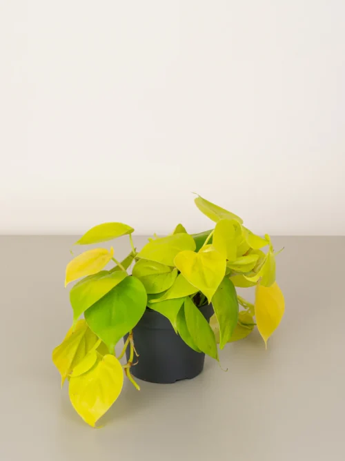 Philodendron Lemon Lime - Image 4