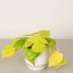 Philodendron Lemon Lime