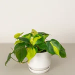 Philodendron Brasil