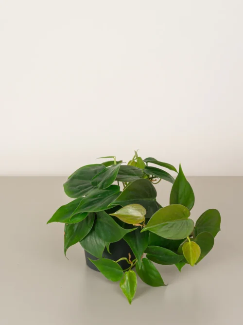 Philodendron Scandens - Image 2