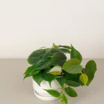 Philodendron Scandens