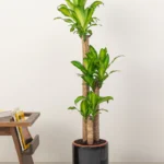 Cornstalk Plant