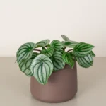 Watermelon Peperomia