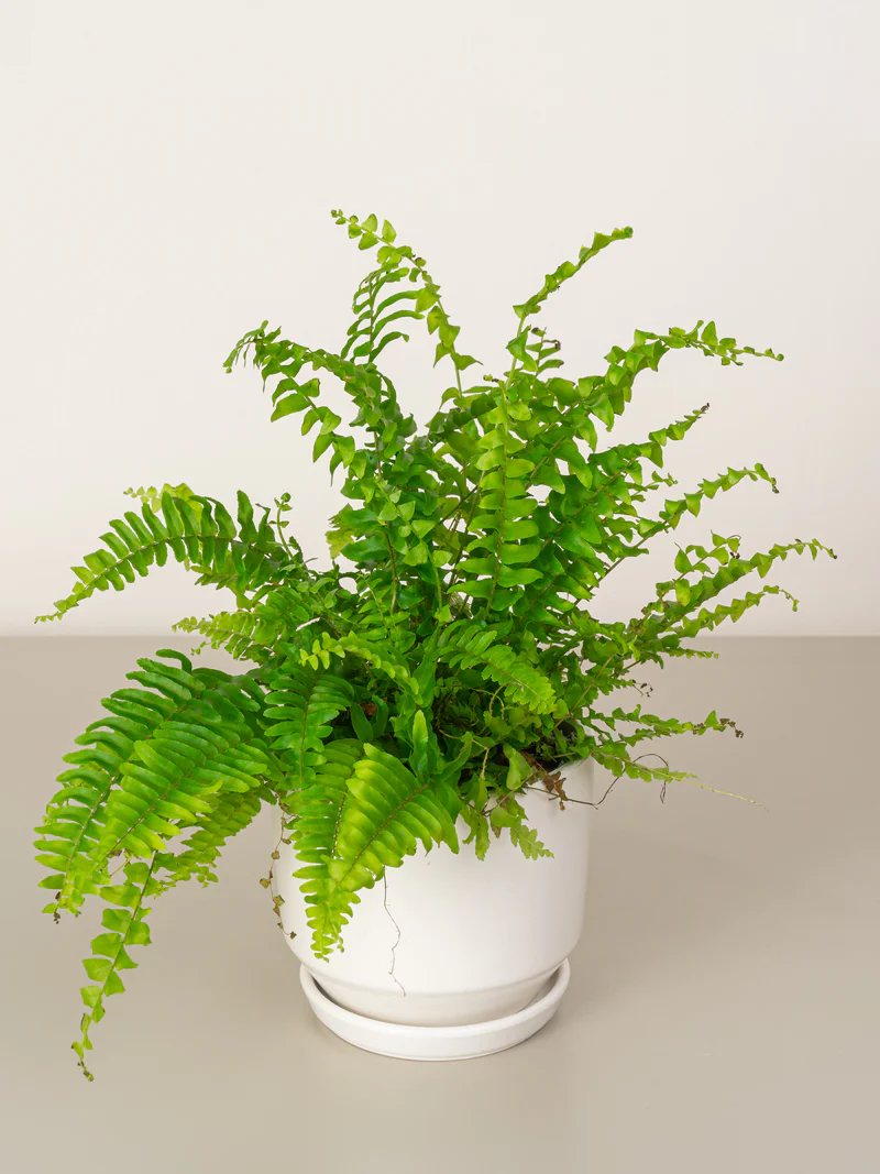 Boston Fern - Image 2