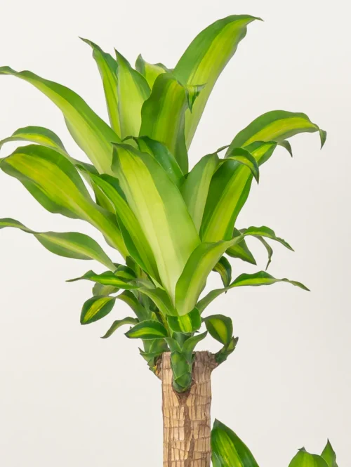 Cornstalk Plant - Image 7