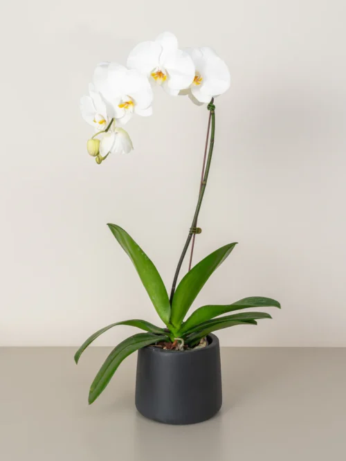 Orchid (1-stem)