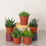 Ornamental Succulents