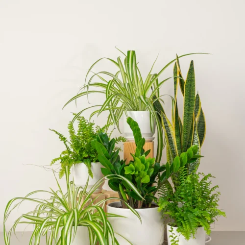 Workspace Plant Bundle