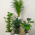 Tropical Oasis (Areca Palm | Money Plant | Bird of Paradise | Ficus Benjamina)