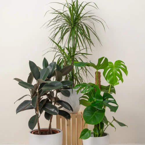 Urban Jungle
