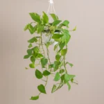 Hanging Money Plant