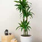 Dracaena Compacta