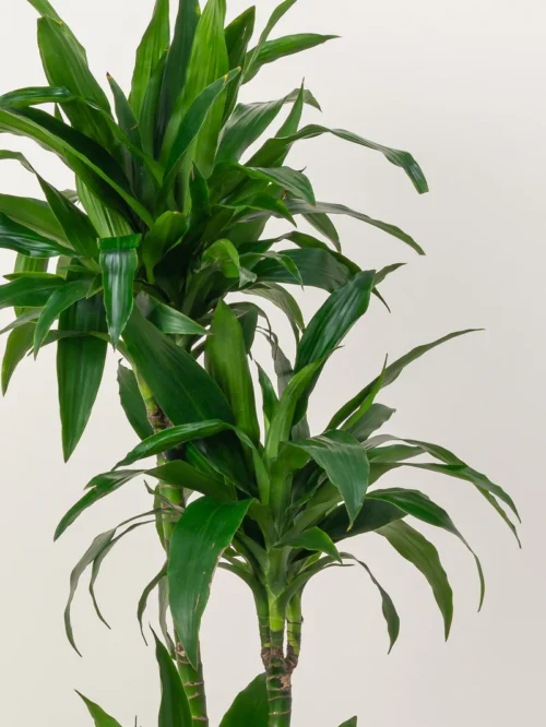 Dracaena Compacta - Image 4