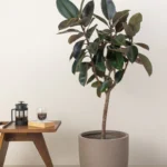 Rubber Tree