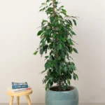 Ficus Benjamina