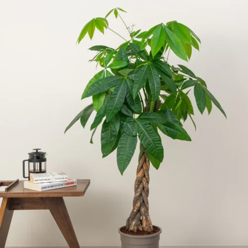 Pachira Aquatica (Money Tree) - (120-140)cm