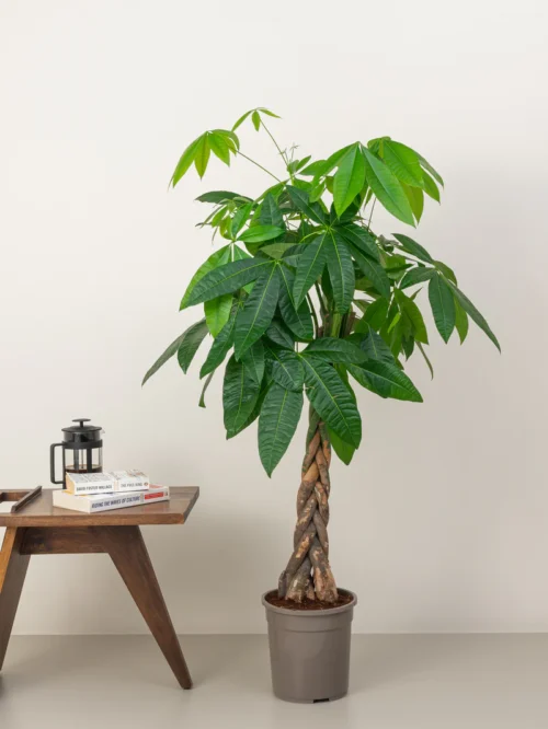 Pachira Aquatica (Money Tree)