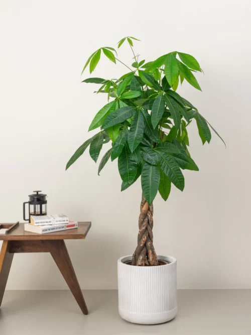 Pachira Aquatica (Money Tree) - Image 4