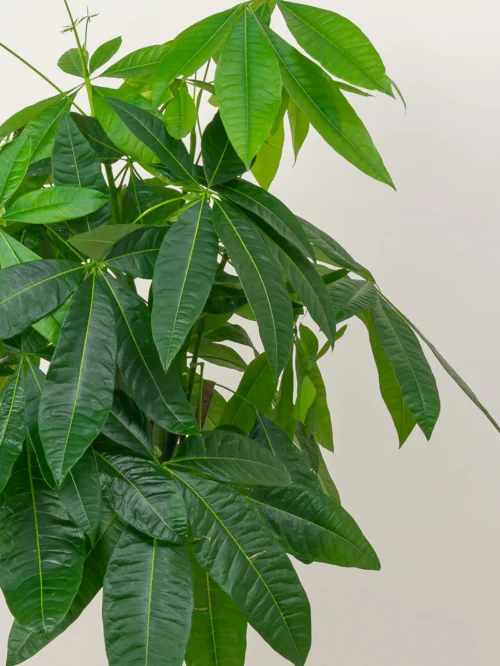 Pachira Aquatica (Money Tree) - Image 3