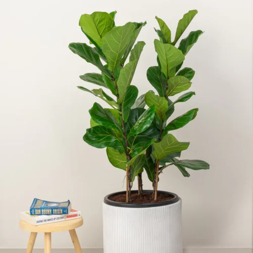 Fiddle Leaf Plant (Ficus lyrata)