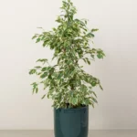 Ficus Benjamina Starlight