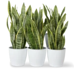 Office Sansevieria Laurentii Bundle