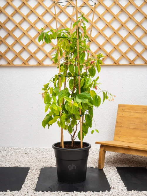 Flowering Climber Bundle - Image 7