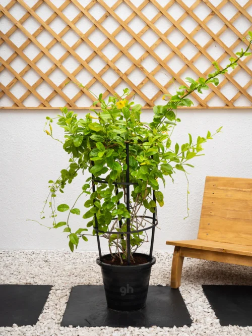 Flowering Climber Bundle - Image 3