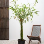 Buddha's Belly Bamboo