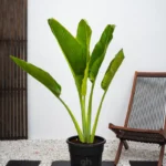 Ravenala Madagascariensis “Traveller’s Palm”