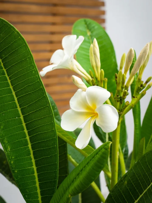 Frangipani Tree - Image 5