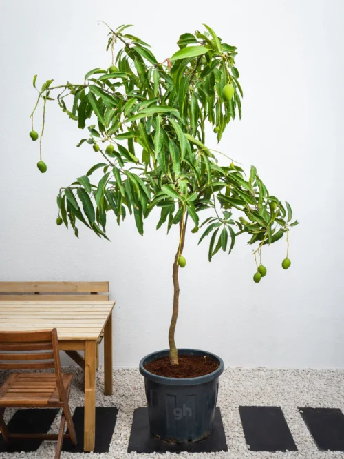 Mango Tree - Image 3