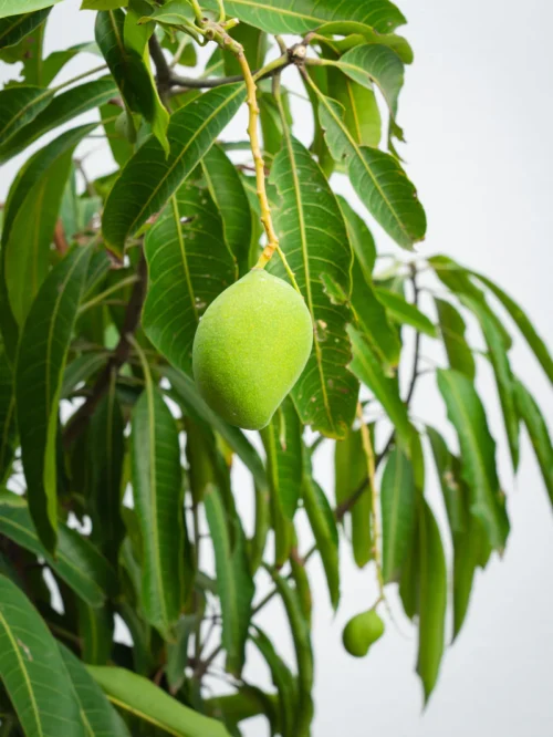 Mango Tree - Image 2