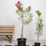 Nerium Oleander
