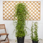 Jacquemontia Climber (Jacquemontia Pentantha) for Sale in Dubai – Fast-Growing Flowering Vine