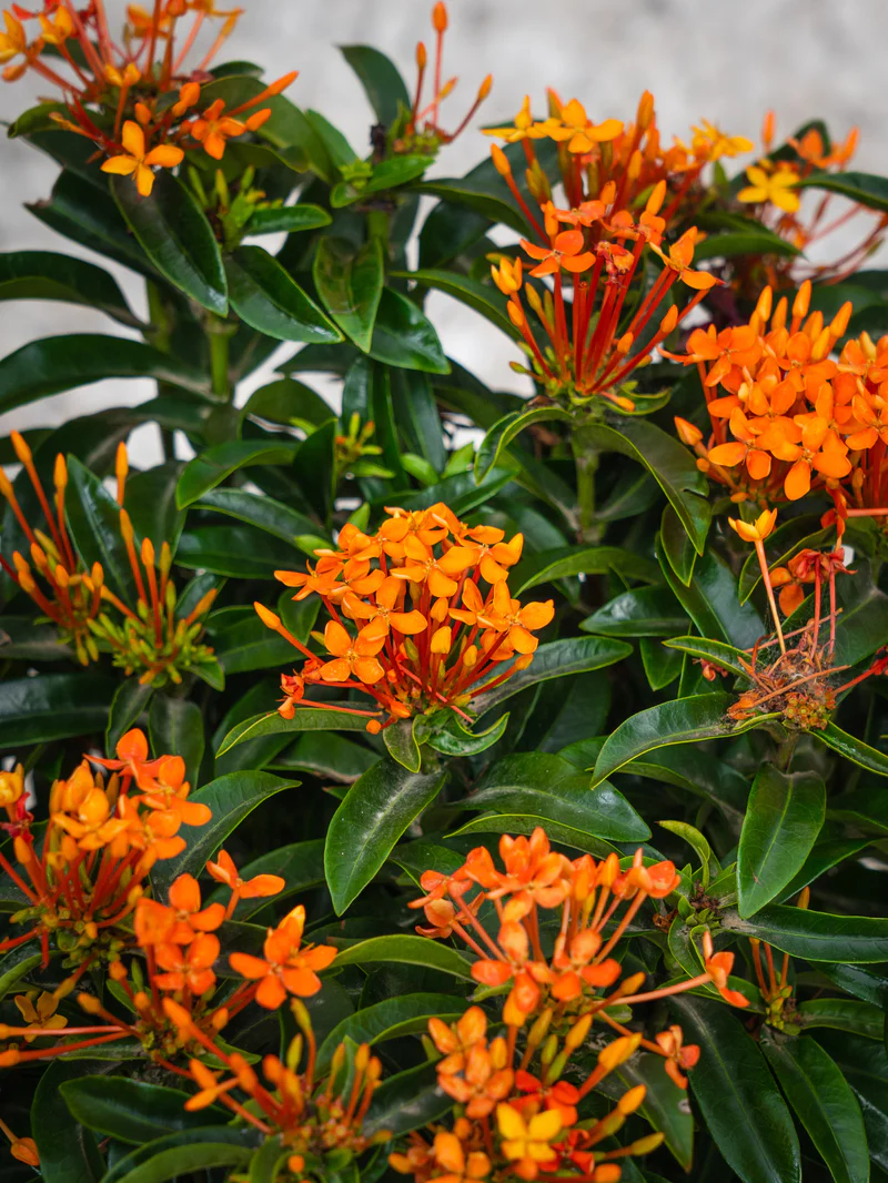 Ixora Chinensis - Image 6