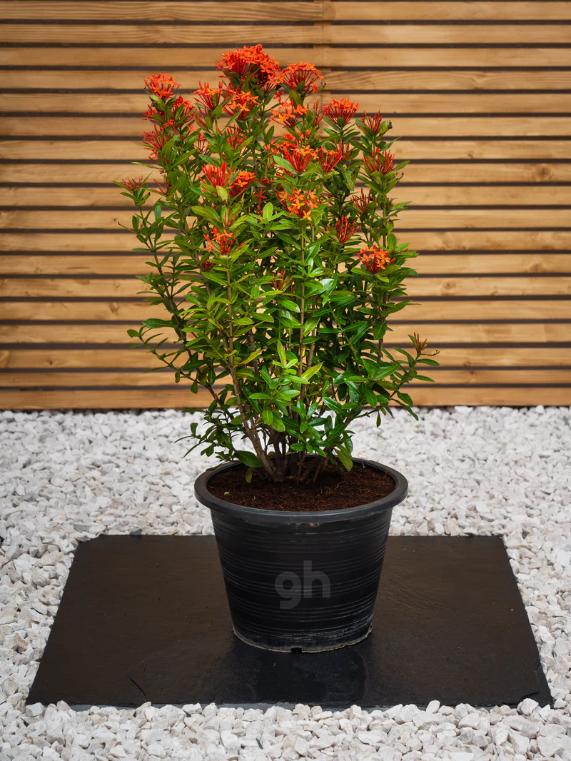 Ixora Chinensis