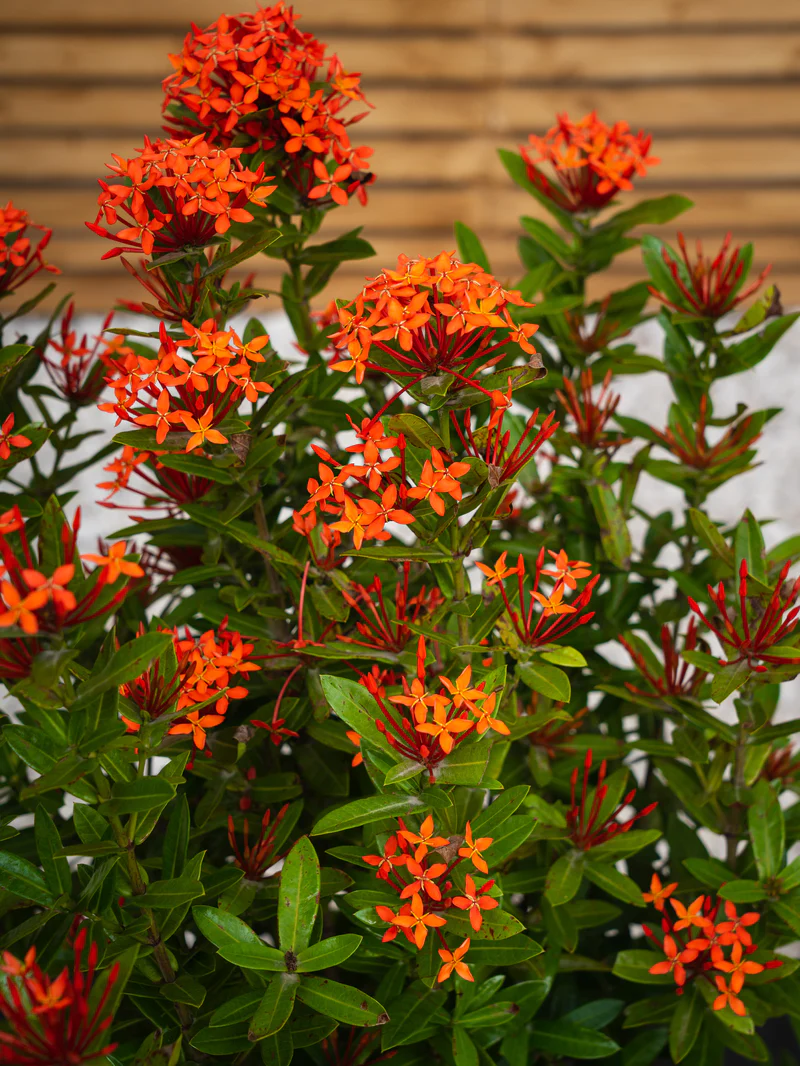 Ixora Chinensis - Image 4