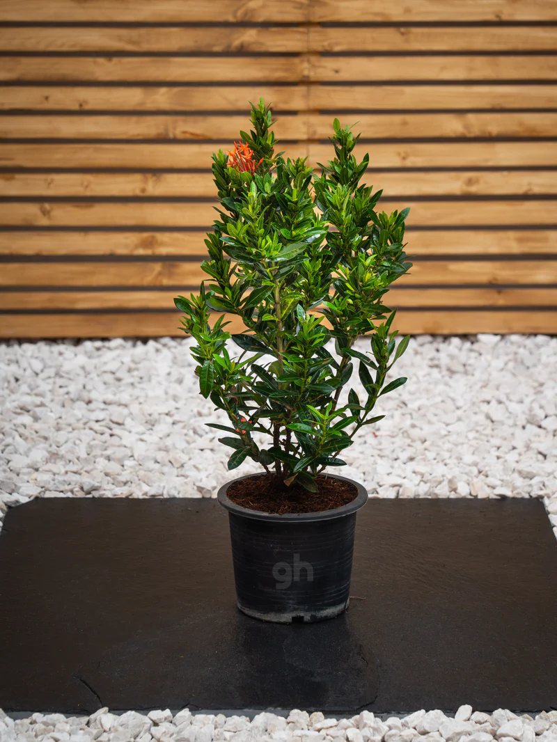 Ixora Chinensis - Image 3