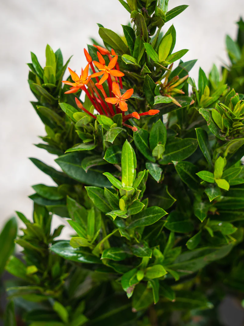 Ixora Chinensis - Image 2