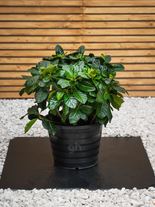 Jasmine Bundle - Image 3