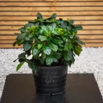 Outdoor Gardenia